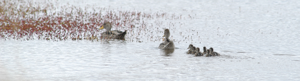 YELLOW BILLED PINTAIL-BROWN PINTAIL Anas georgica spinicauda 